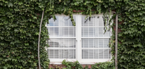 interior window shutter